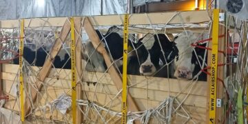 «СК Агро 2050» Германиядан 165 асыл тұқымды сиыр әкелді