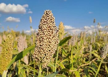 Шиеліде қант құмайы дақылын өсіру тәжірибесі жүргізілді