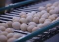 Ақмола облысында жұмыртқа өндірісінің көлемі өсіп келеді