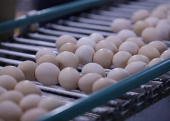 Ақмола облысында жұмыртқа өндірісінің көлемі өсіп келеді