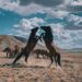 Қаны таза жылқыны сақтауға салғырт қарайтындар көбейген