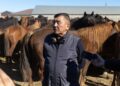 Қазақы жылқы тұқымын асылдандырумен айналысатын жаңа қауымдастық құрылмақ